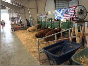 NW WA Fair, Lyden, WA