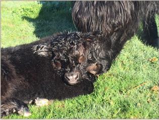 Spring Creek Eastwood